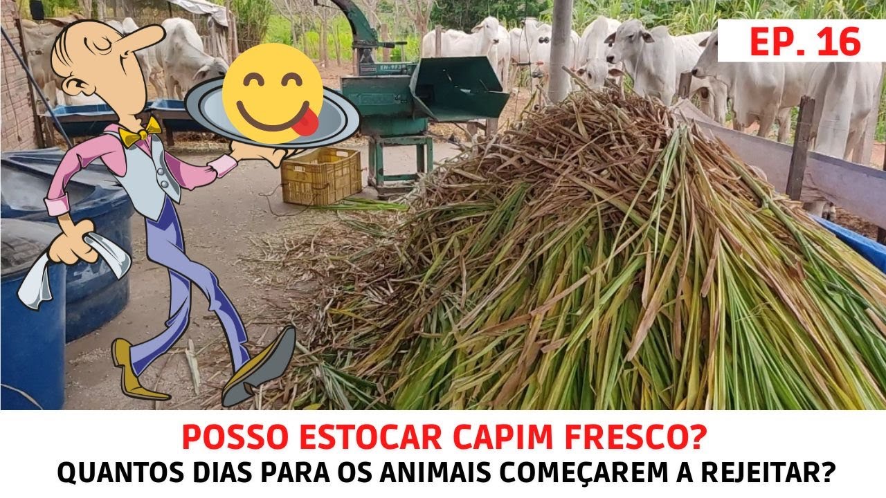 Bovino come Capiaçu estocado? Testamos quantos dias o capim pode ficar aguardando pra ser picado.