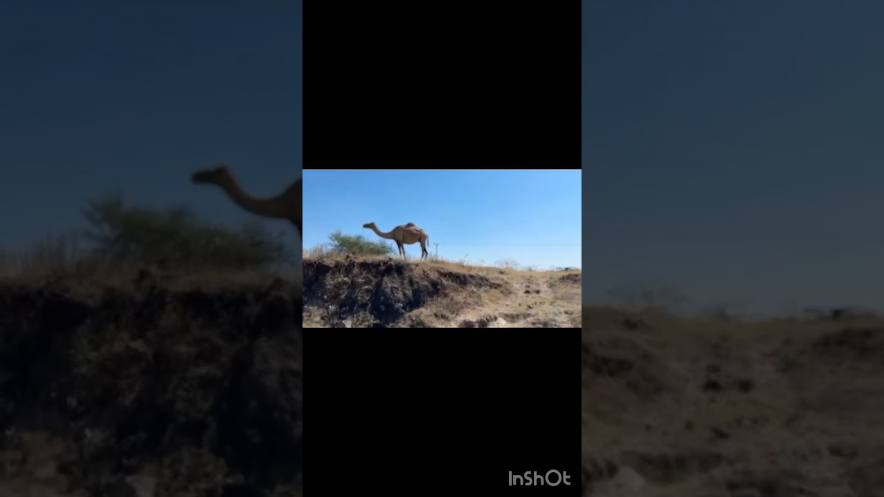 Long drive to Oman #shorts#shorts viral # latest trending#youtubeviral #youtubetrendingvideos
