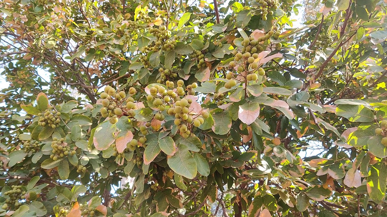 बहुत प्रकार के रोगों मै काम आता है यह वृक्ष रीठा | Benefits of reetha for hair | reetha ke fayde