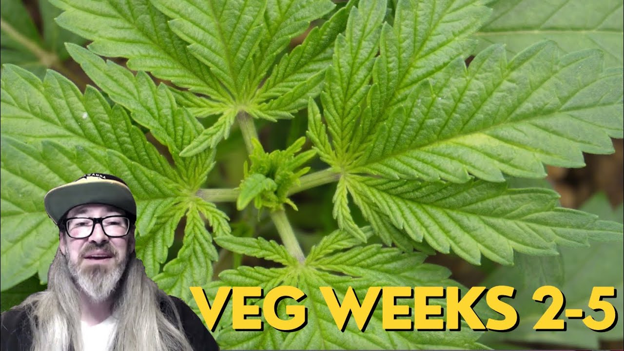 Multiple Strain Cannabis Grow: Seedling to Flip w/ Chad Westport : Spider Farmer 6