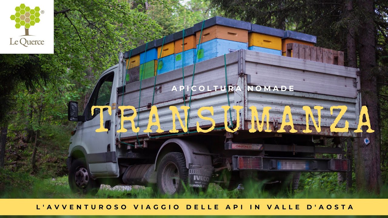 Apicoltura nomade   transumanza di api in montagna