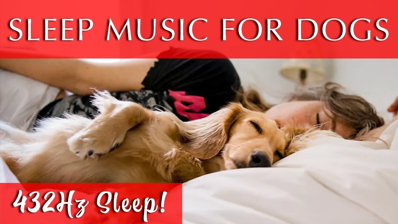 Dog and Human Sleep Music 12 Hours | 432Hz