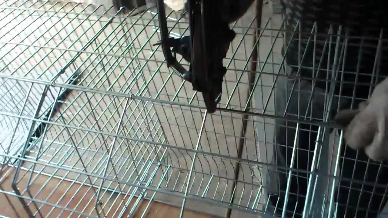 Chicken cage installation