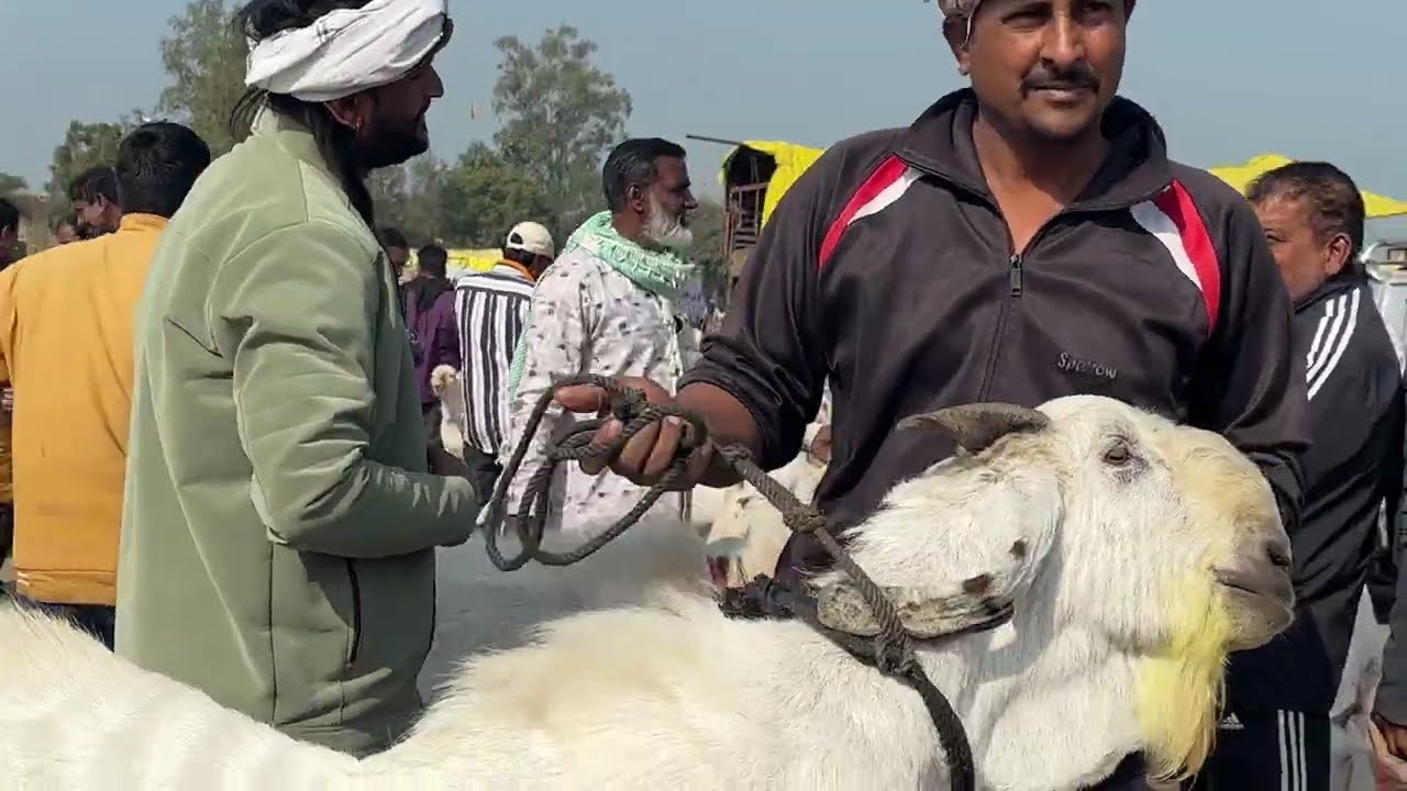 Dewas Bakra Mandi 08/01/2026