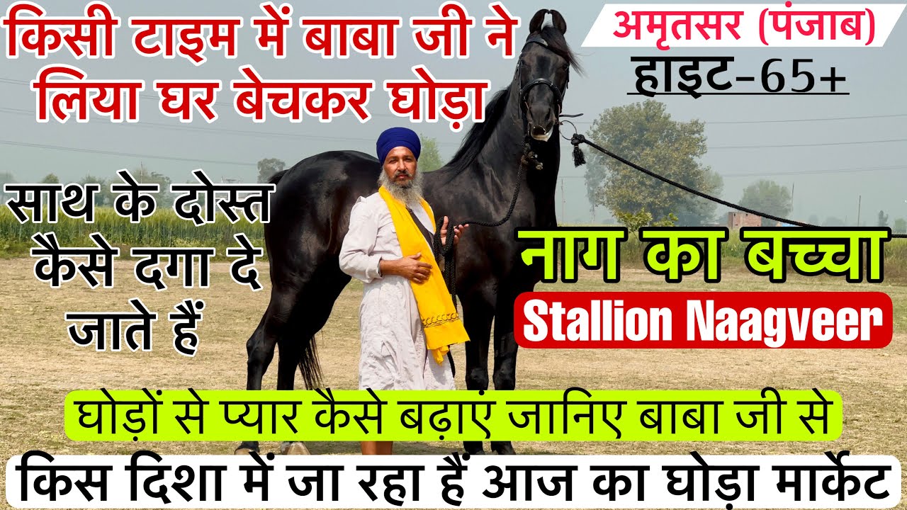 बाबा जी का एडम का पोता नाग का बच्चा 65इंच का नाग जैसी गर्दन वाला नागवीर घोड़ा !