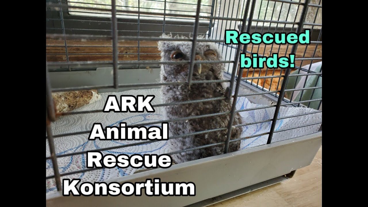 ARK&rsquo;s rescued birds! ARK Animal Rescue Konsortium | PART 2