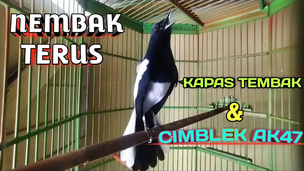 kacer gacor full isian Kapas Tembak  dan cimblek AK47