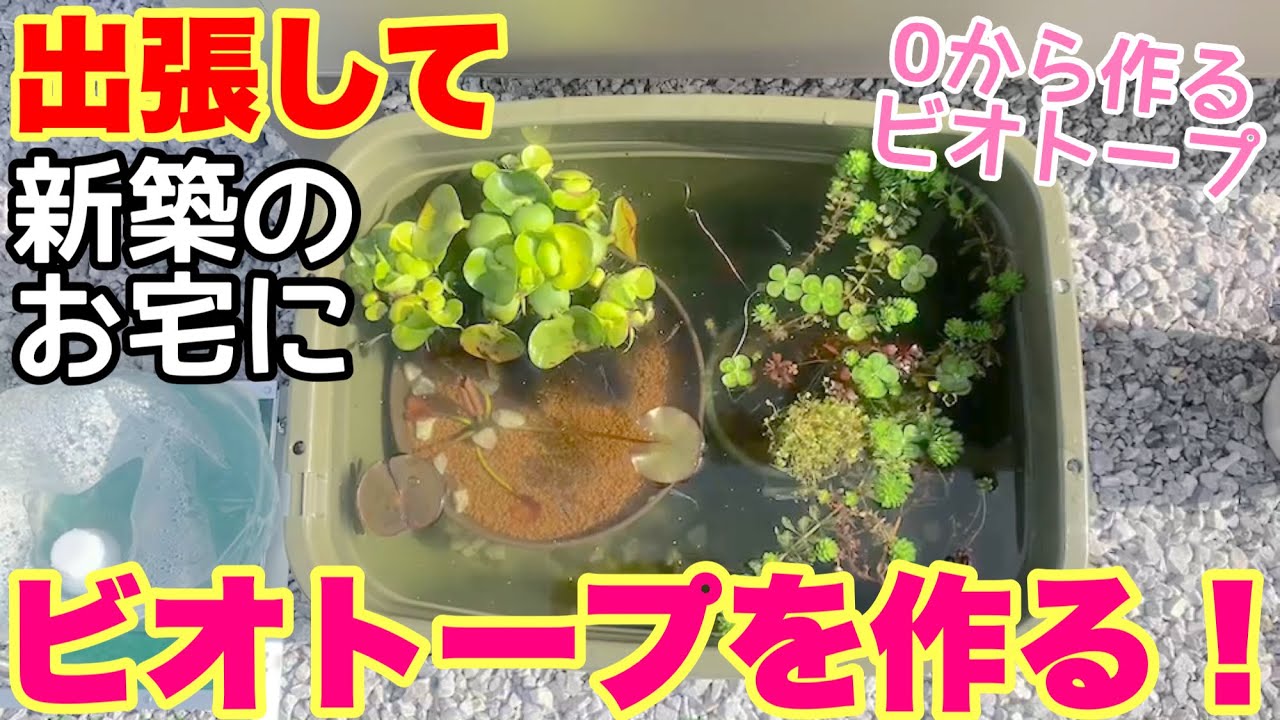 新築の家にメダカ睡蓮ビオトープ作ってみた！簡単ビオトープの作り方！　メダカ睡蓮ビオトープ