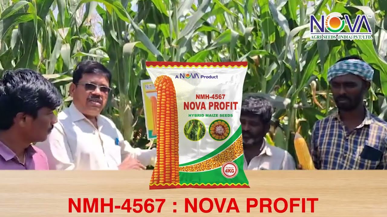 NOVA PROFIT NMH-4567 Iపంటను చూసిన రైతులందరు అడుగుతున్నారు, మంచి దిగుబడి వస్తుంది అంటునారు...