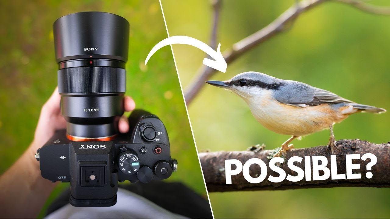 Конкурс по фотографии птиц на 85 мм