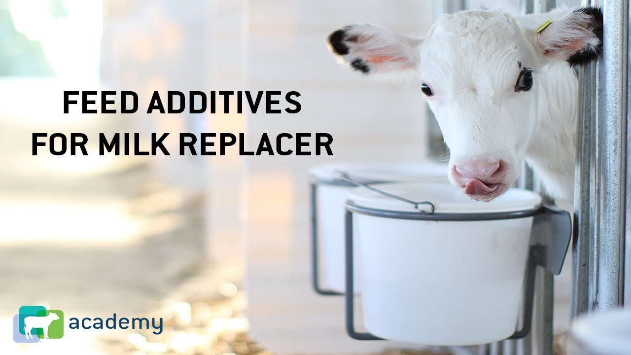Feed Additives for Milk Replacer: Medicated and Non Medicated