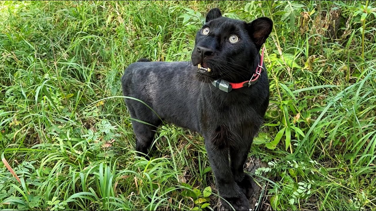 Пантера Луна нашла бурундука и мертвый лес🐆