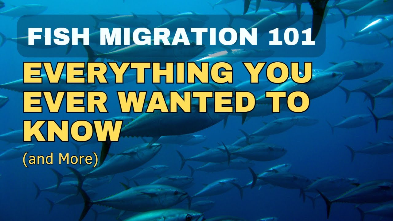Fish Migration: Everything You Ever Wanted to Know (and More)