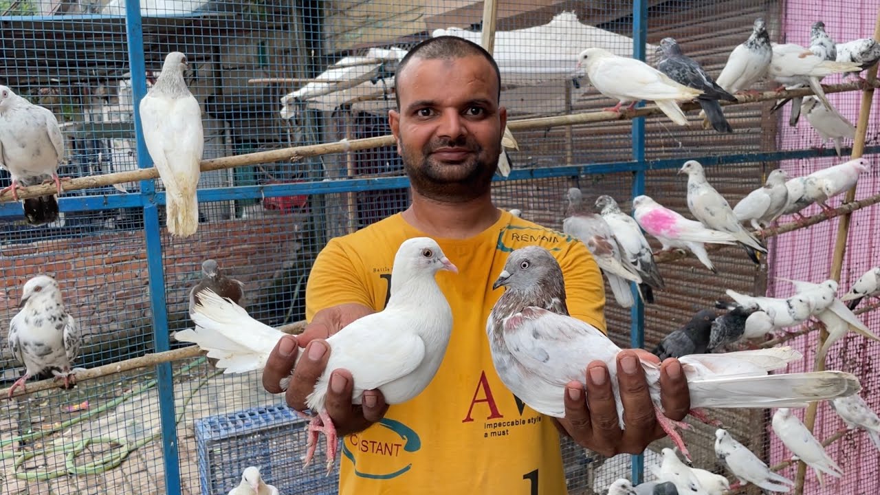 Shazad Bhai Kabutar Wale Sabse Saste Loni Kabootar Market Delhi white pigeons