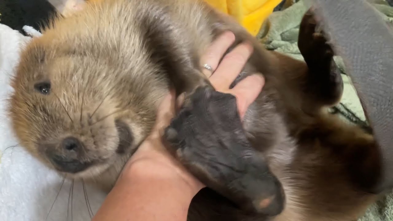 Tulip therapy
