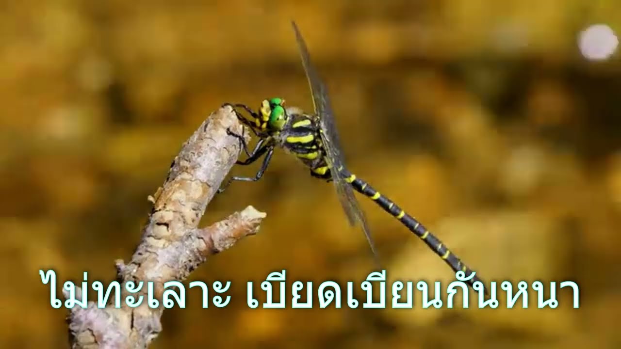 บทแผ่เมตตา สำหรับเด็ก และทั่วไป