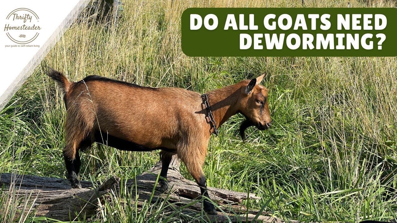 Deworming Goats: Are THREE drugs ESSENTIAL?