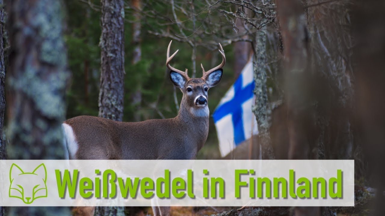 Jagd auf Wei&szlig;wedel in Finnland