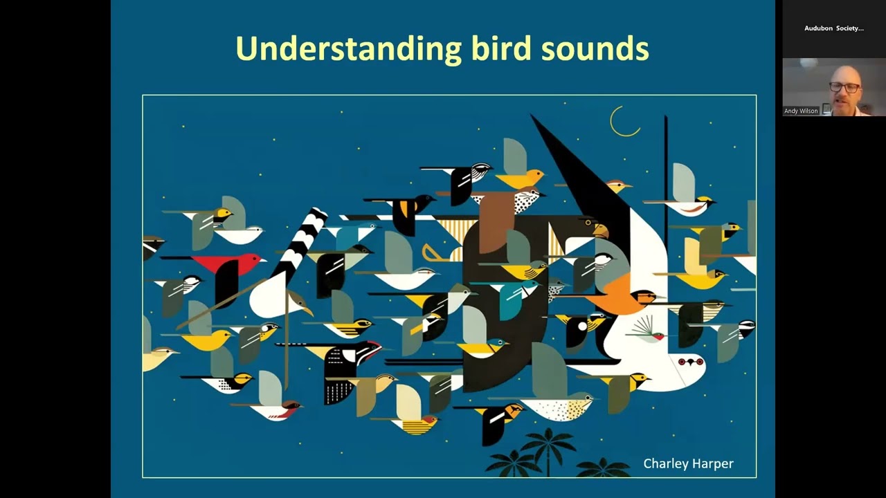 Unraveling the Mysteries of Nocturnal Bird Migration