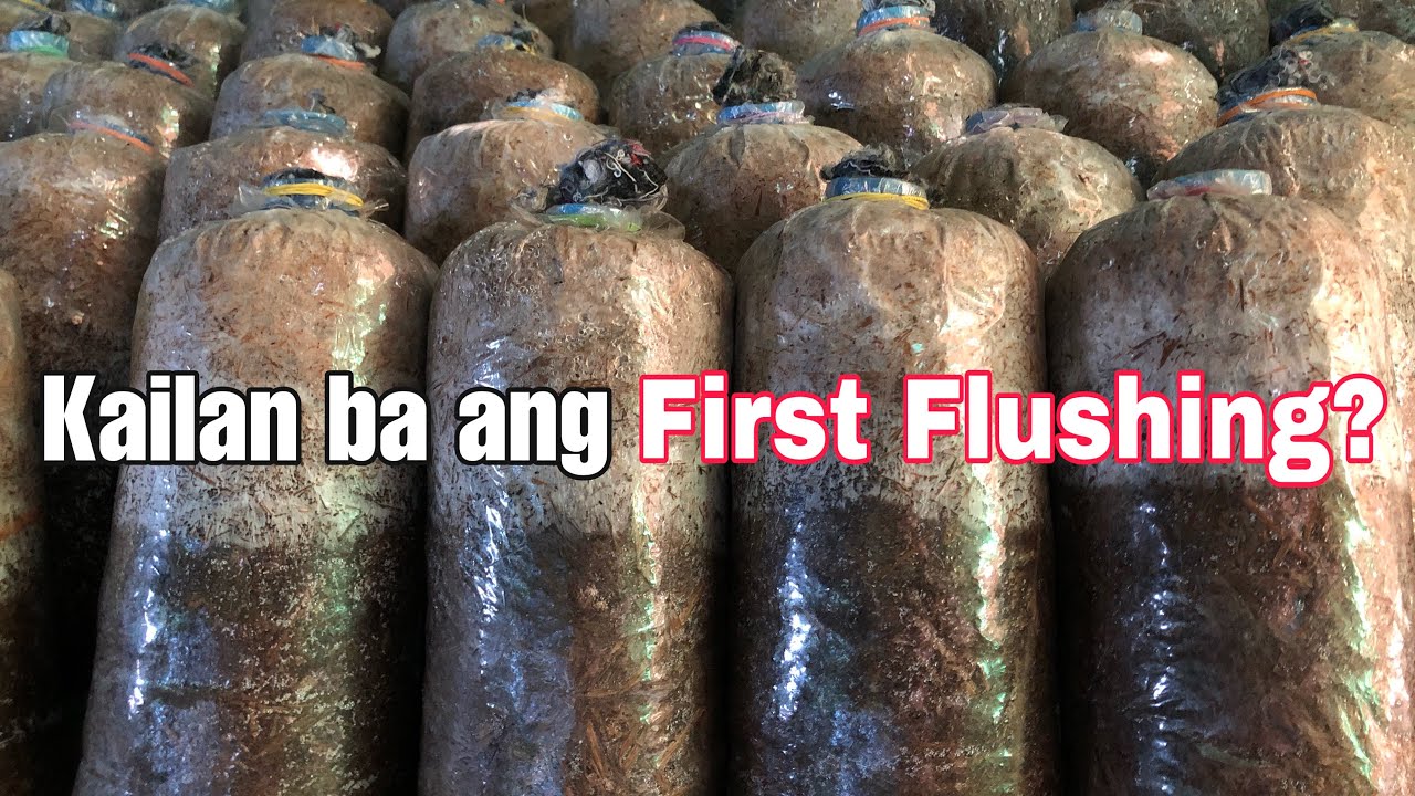 Kailan ba tutubo ang mushroom sa isang  fruiting bag? | Oyster Mushroom
