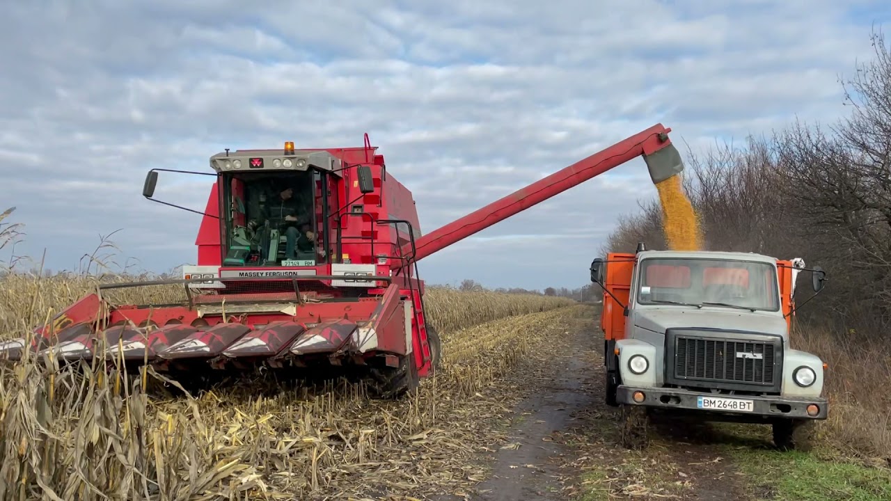 Збирання кукурудзи ДКС3050 комбайном Massey Ferguson 38. 07.11.2021
