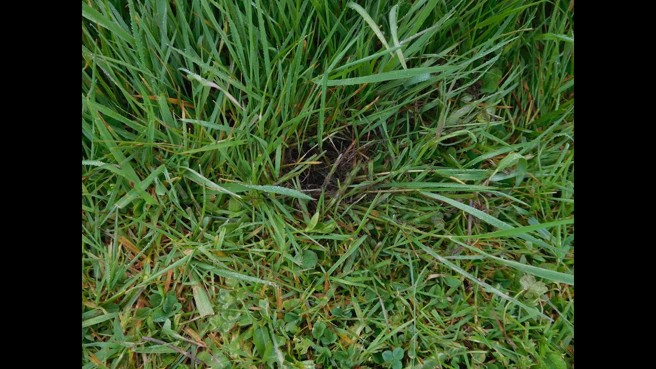 hedgehogs digging the holes.