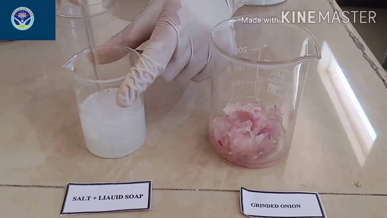 Isolation of DNA from onion