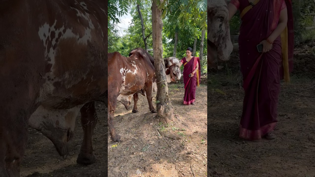 Big Size Gir Bull | Gir cow farm in Jharkhand 