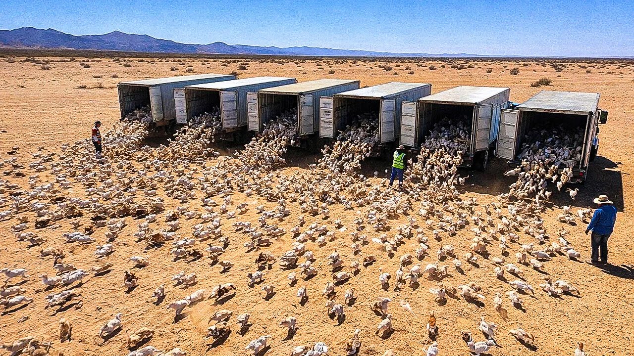Soltaron un millón de conejos en un desierto, lo que ocurrió a continuación sorprendió a todos