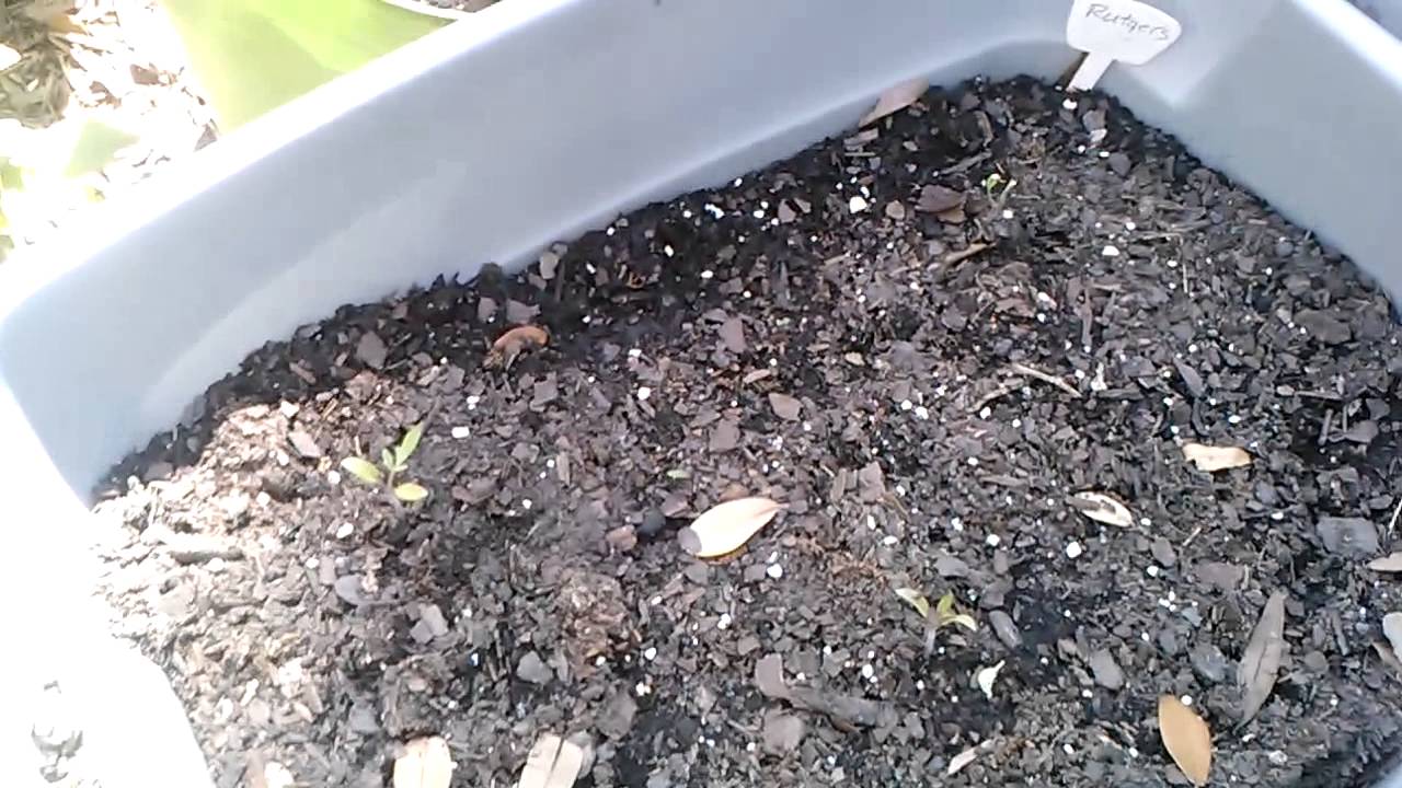 MIgardener Trifecta Test