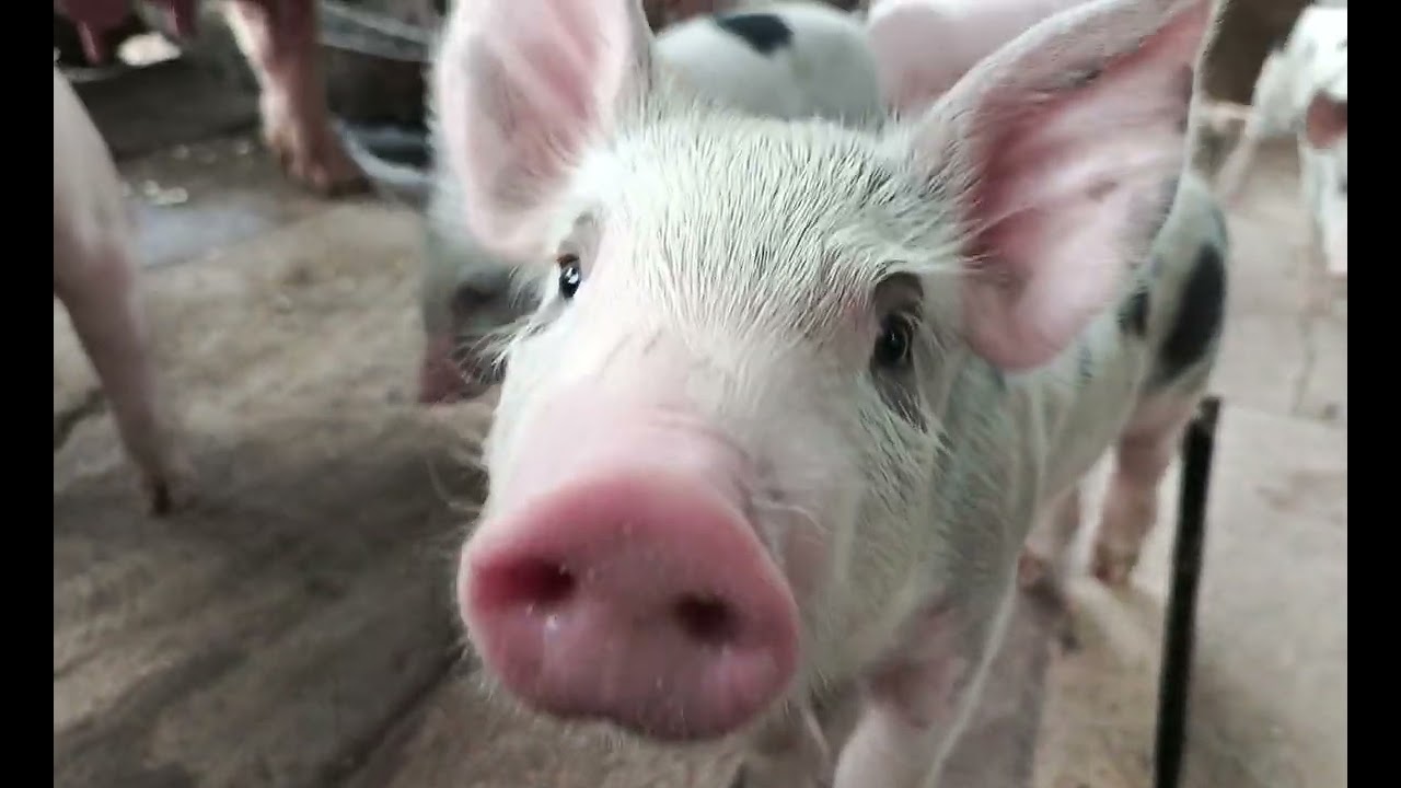 Crianza de cerdos en granjas familiares 🐖👩&zwj;🌾 #agriculture #granja #youtube #fyp