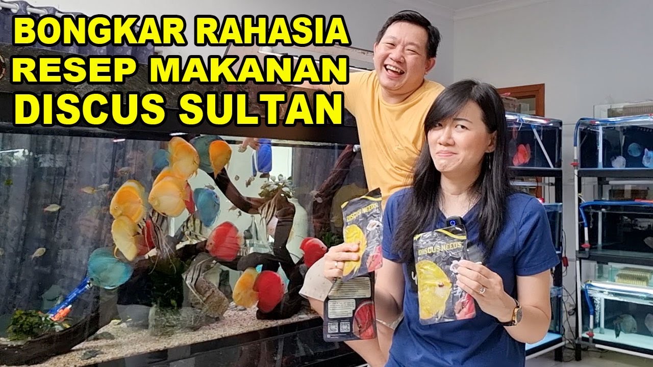 Resep Rahasia Makanan Discus Level Sultan