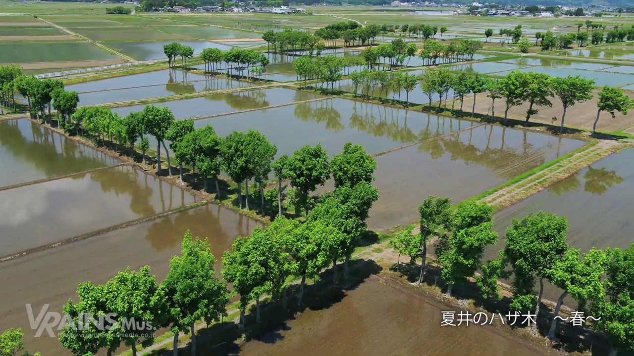 懐かしい情景　夏井のハザ木