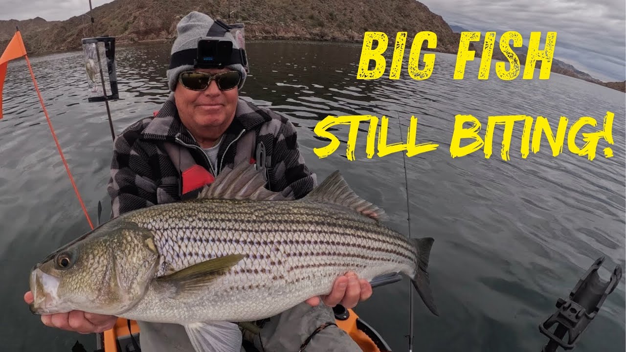 Big fish still BITING! Massive January 2026 Striped Bass