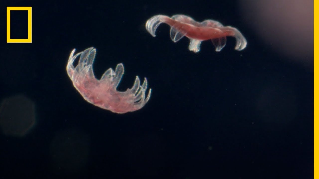 &iquest;Como NACEN las medusas? Mira como lo hacen. | National Geographic en Espa&ntilde;ol