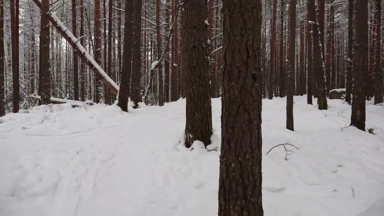 Walking in Finland winter forest