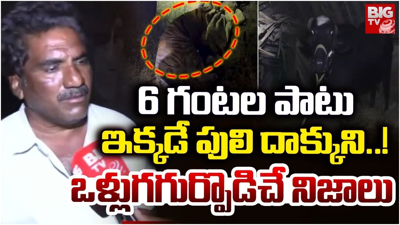6 గంటల పాటు ఇక్కడే పులి దాక్కుని..! | Operation Tiger | Kurmapuram | BIG TV