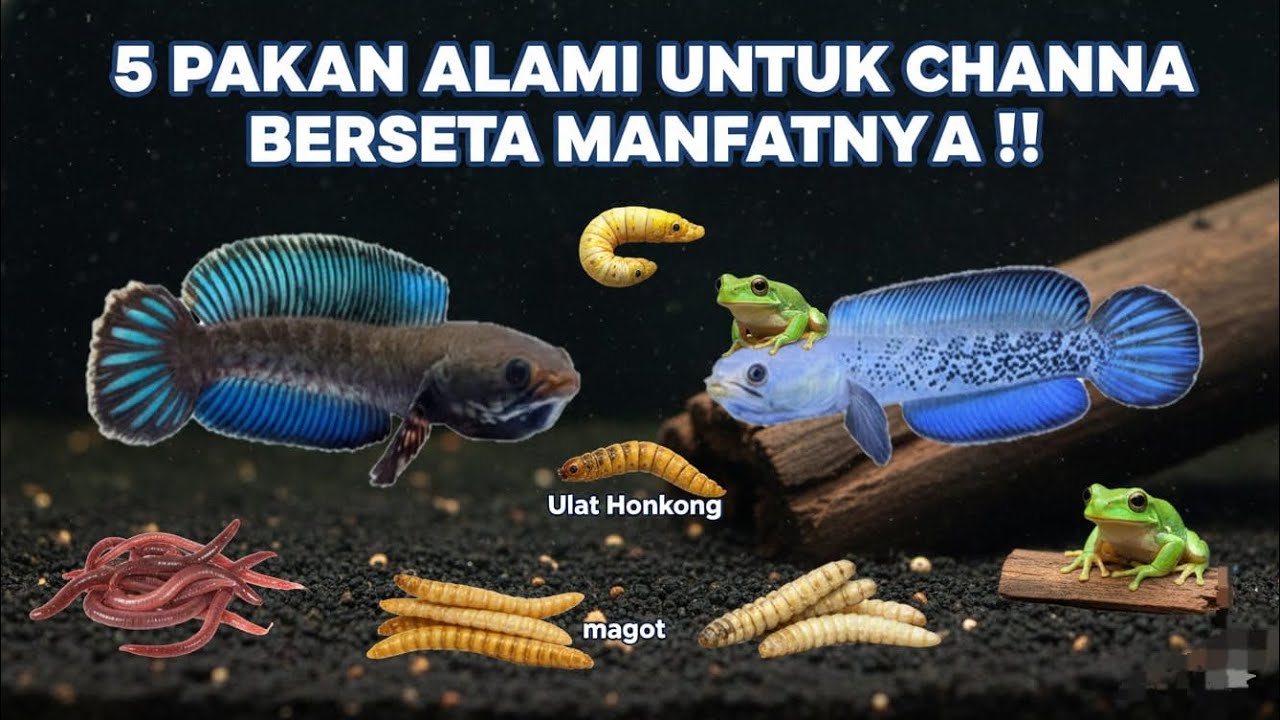 5 PAKAN ALAMI UNTUK CHANNA BERSETA MANFAATNYA!? 