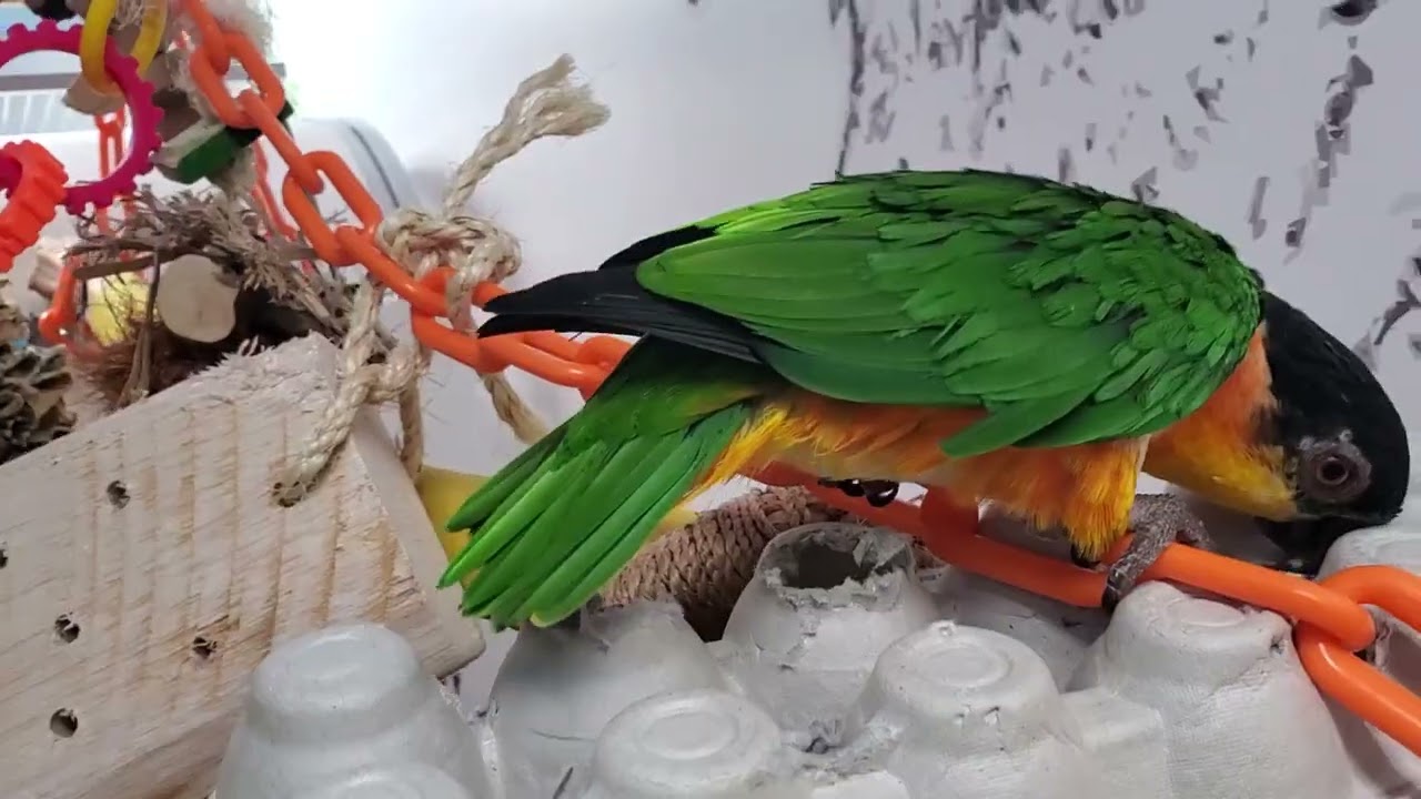 Welcome back everybirdy!!!
