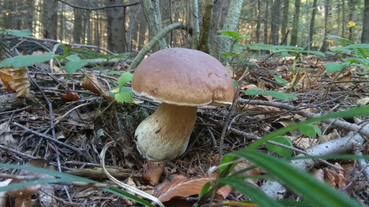grzyby 2022 znowu pada deszcz boletus edulis