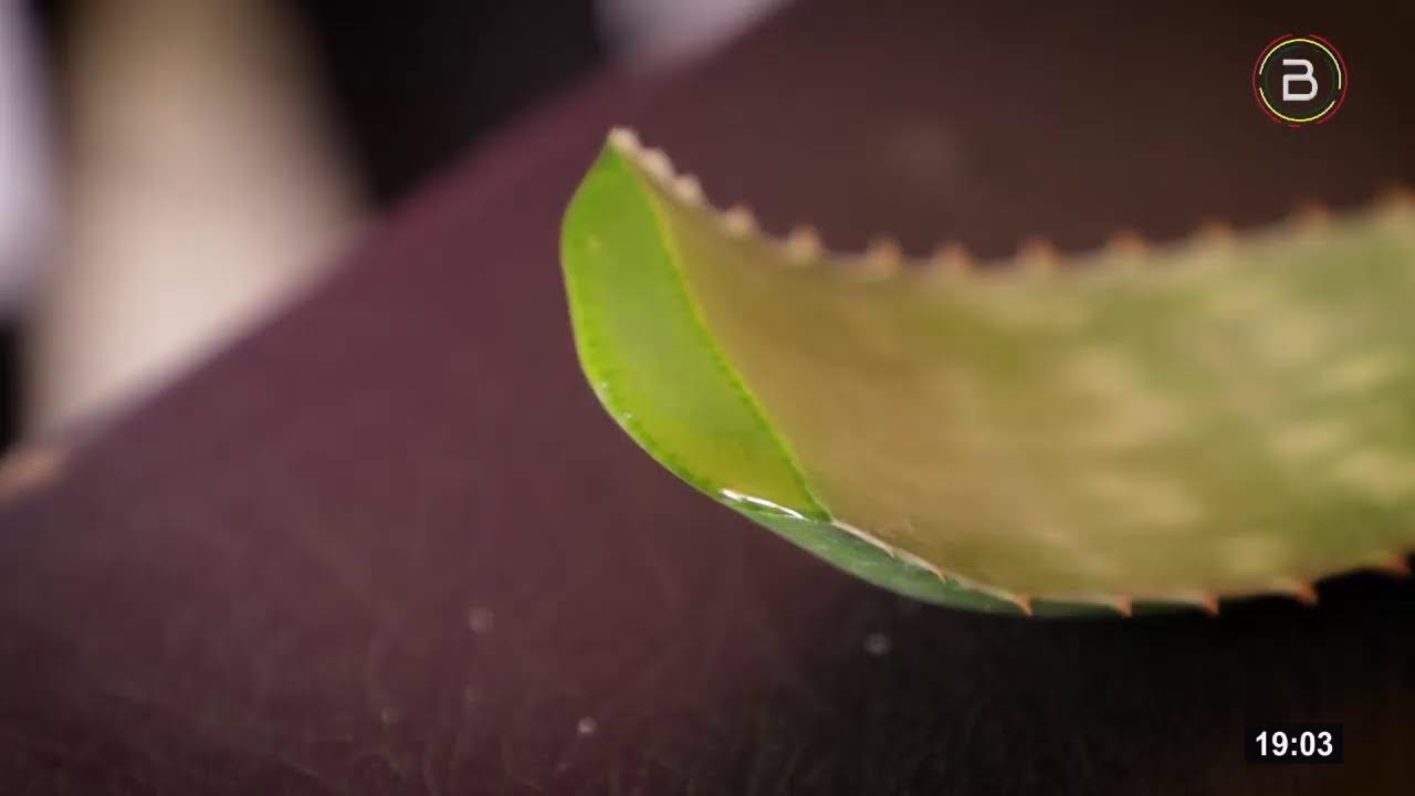Propiedades medicinales del aloe vera (16.11.2022) en Naturalmente Nuestro