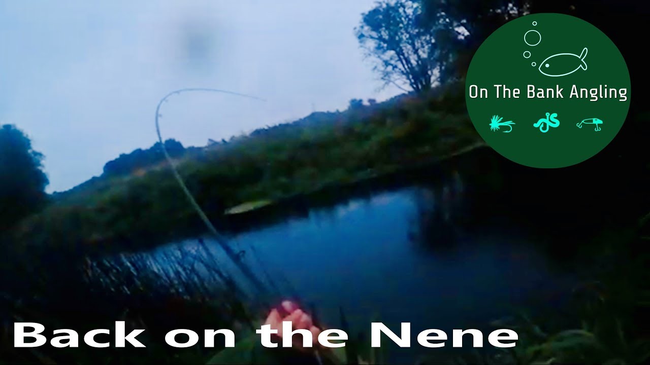 Back On The Nene - Rolling Meat For Barbel