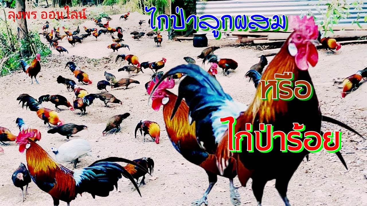 ไก่ป่าลูกผสมหรือไก่ป่าร้อย มีเยอะครับ