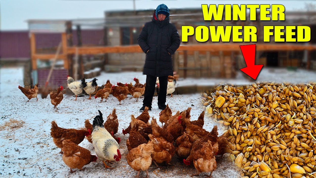 How I Make 4-Grain Sprouted Fodder for Chickens & Ducks | Winter Egg Secret