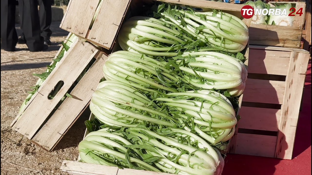 Molfetta, la festa della cicoria puntarelle