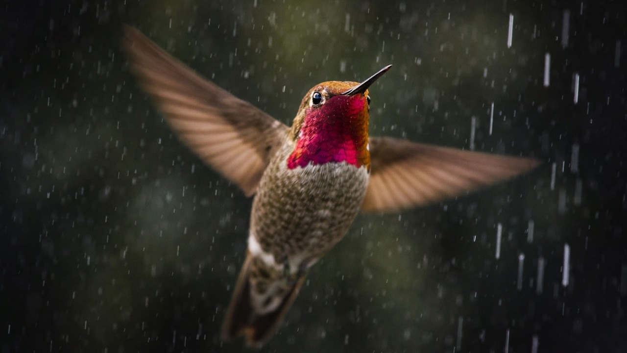 Rain & Hummingbirds 🌧️💨🐦 Backyard Nature ASMR  |  風と雨のハチドリ自然音（癒しのバックヤード）