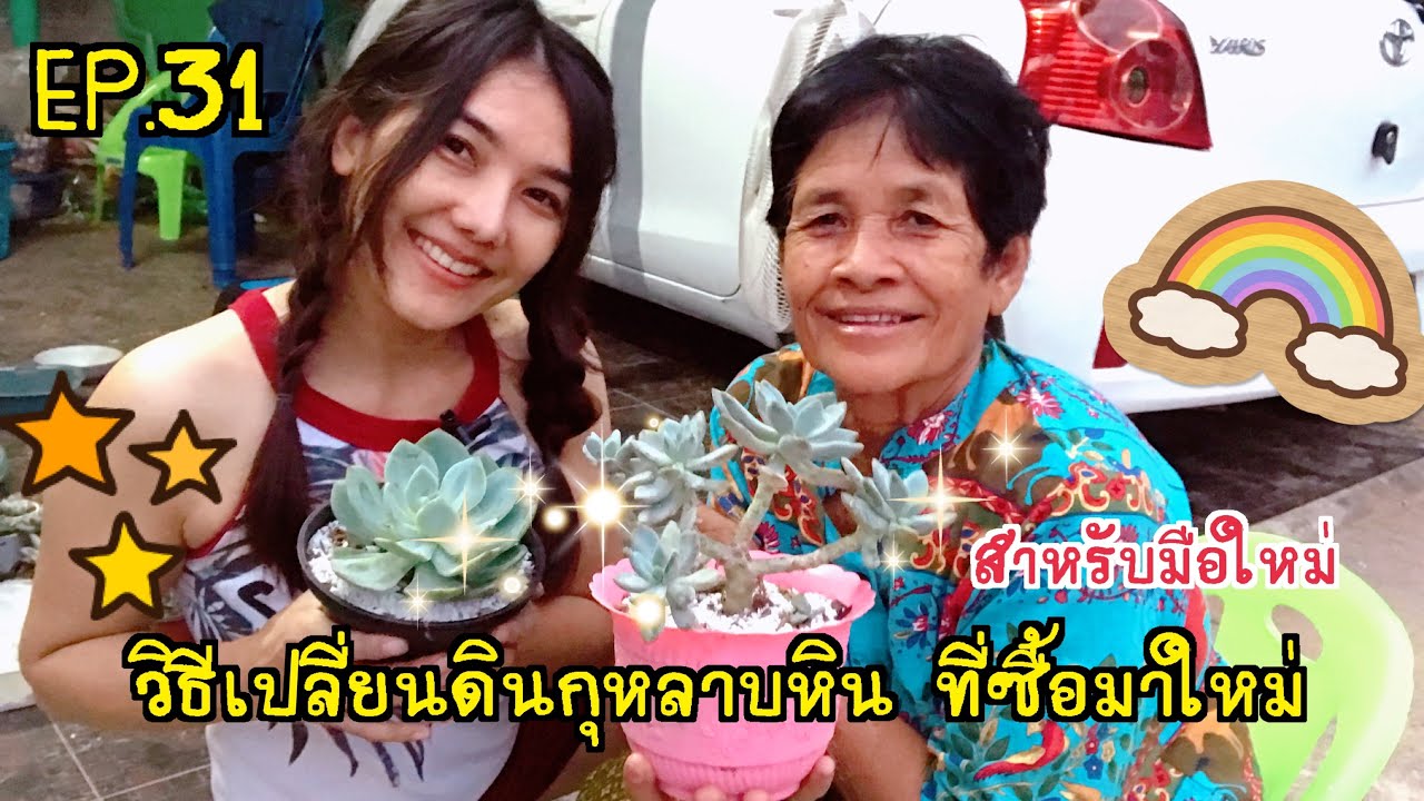 Ep.31 วิธีเปลี่ยนดินกุหลาบหิน ที่ซื้อมาใหม่ สำหรับมือใหม่