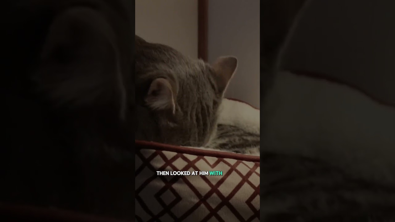 Put Down Because Vet Bills Were High #animals #pets