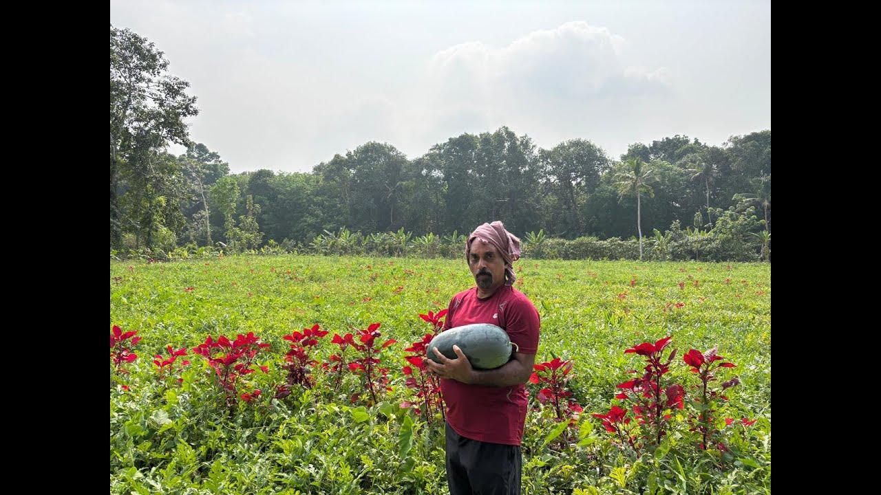 🚜 Watermelon Farming in 60 Days – Profitable Agriculture in Kerala! 🍉