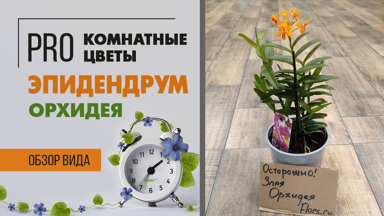Эпидендрум - орхидея с недовольным лицом